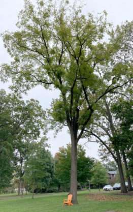 A photo of a black walnut tree (#254) near the Hollybush Mansion at Rowan University.