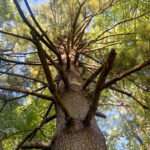 An image of an Eastern white pine tree in the Rowan University Arboretum.