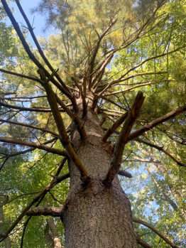 An image of an Eastern white pine tree in the Rowan University Arboretum.