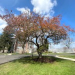 Image of the Crabapple tree in the spring in the Rowan University Arboretum, Glassboro New Jersey.