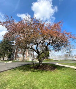 Image of the Crabapple tree in the spring in the Rowan University Arboretum, Glassboro New Jersey.
