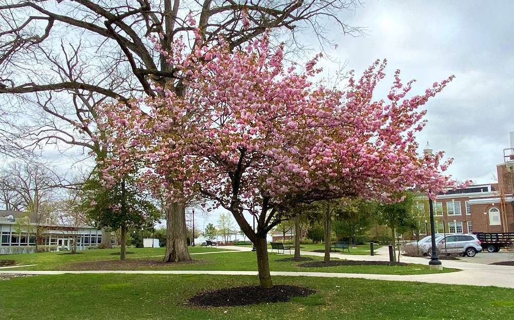 A photo of flowering cherry tree in the Rowan University Arboretum, Glassboro New Jersey.