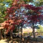 Image of the Dogwood tree in the spring in the Rowan University Arboretum, Glassboro New Jersey.