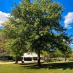 Image of the Pin Oak tree in the spring in the Rowan University Arboretum, Glassboro New Jersey.