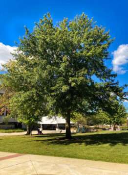 Image of the Pin Oak tree in the spring in the Rowan University Arboretum, Glassboro New Jersey.