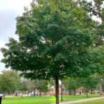 Image of the Sugar Maple tree in the spring in the Rowan University Arboretum, Glassboro New Jersey.