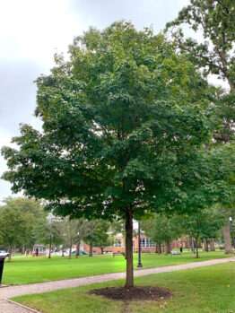 Image of the Sugar Maple tree in the spring in the Rowan University Arboretum, Glassboro New Jersey.