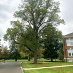 A photo of Tulip tree in the Rowan University Arboretum, Glassboro New Jersey.