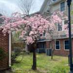 Image of the Weeping Cherry tree in the spring in the Rowan University Arboretum, Glassboro New Jersey.