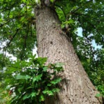 Image of a White Oak tree in the spring in the Rowan University Arboretum, Glassboro New Jersey.