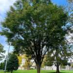 This is a photo of a Japanese Zelkova tree, which is located in the Rowan University Arboretum, in Glassboro, New Jersey.