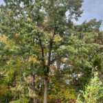 Image of a Southern Red Oak tree in the Rowan University Arboretum, Glassboro New Jersey.