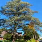 This is a photo of an Atlas Cedar tree, which is located in the Rowan University Arboretum, in Glassboro, New Jersey.