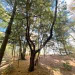 A photo of a Black Cherry tree in the Rowan University Arboretum, Glassboro New Jersey.