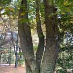 A photo of a Black Tupelo tree in the Rowan University Arboretum, Glassboro New Jersey.