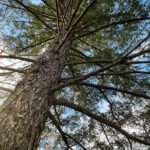 This is a photo of a Douglas Fir tree, which is located in the Rowan University Arboretum, in Glassboro, New Jersey.