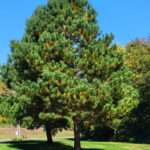 This is a photo of a Loblolly Pine tree, which is located in the Rowan University Arboretum, in Glassboro, New Jersey.