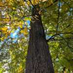 A photo of a Mockernut Hickory tree in the Rowan University Arboretum, Glassboro New Jersey.