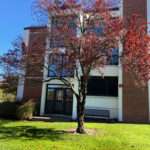 This is a photo of a Purple Leaf Plum tree, which is located in the Rowan University Arboretum, in Glassboro, New Jersey.