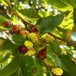 A photo of the fruit of a White Mulberry tree located in the Rowan University Arboretum, Glassboro New Jersey.