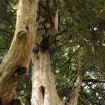 This is a photo of a Juniper tree, which is located in the Rowan University Arboretum, in Glassboro, New Jersey.