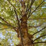 This is a photo of a River Birch tree, which is located in the Rowan University Arboretum, in Glassboro, New Jersey.