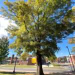 This is a photo of a Willow Oak tree, which is located in the Rowan University Arboretum, in Glassboro, New Jersey.