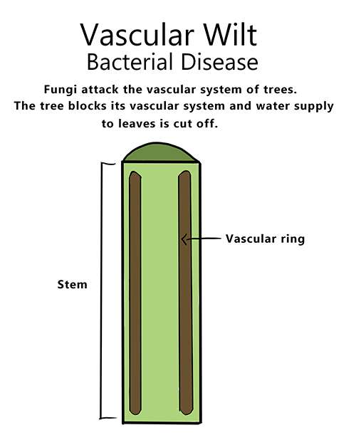 An illustrated diagram of a plant suffering from vascular wilt
