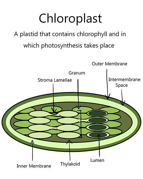 An illustrated diagram of a chloroplast featured on this frequently asked question page