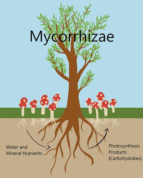 A frequently asked question illustrated diagram of mycorrhizae.