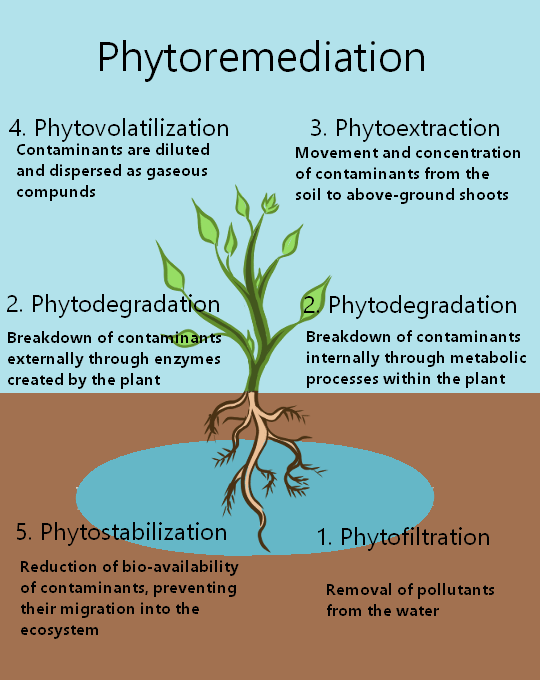 An FAQ illustrated diagram of the process of phytoremedialization.