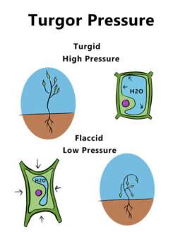 An illustrated diagram on the frequently asked question page features turgor pressure in plant cells.