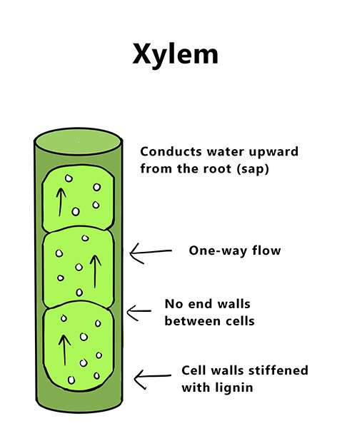 An illustrated diagram of the xylem within plants