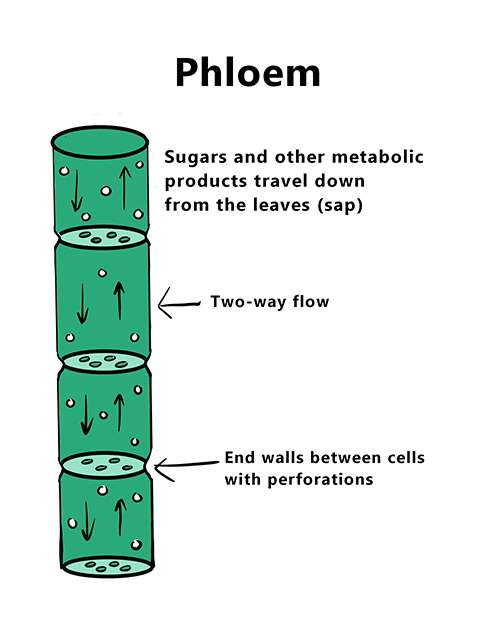 An illustrated diagram of the phloem within plants