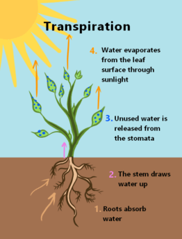 An FAQ illustrated diagram of the process of transpiration described in this frequently asked question