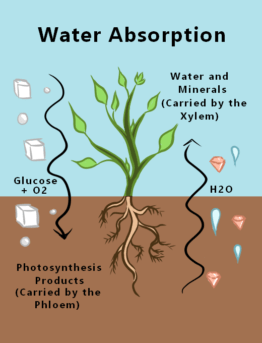 FAQ: An FAQ illustrated diagram showing how water is absorbed by plants.