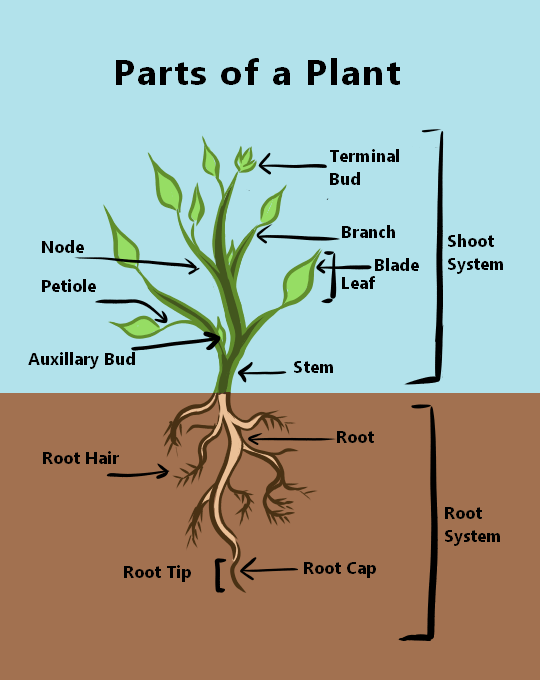 An illustration showing the parts of a plant