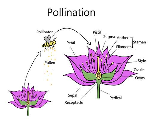 A diagram showing the parts of a flower and the process of pollination.