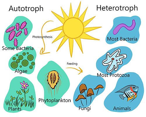 An FAQ illustrated diagram showing the types of autotrophs and heterotrophs.