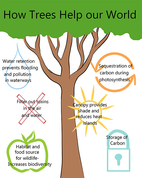 In this frequently asked question this Illustration showing the multiple ways trees benefit our environment.