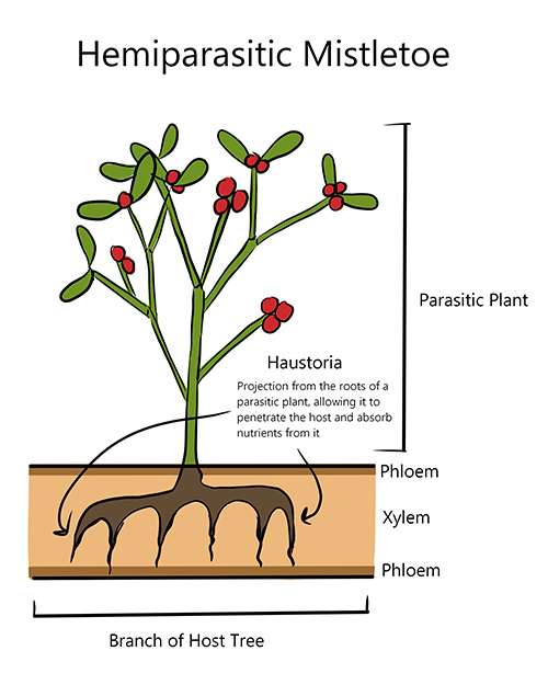 A diagram showing how mistletoe is a parasite to other plant species.