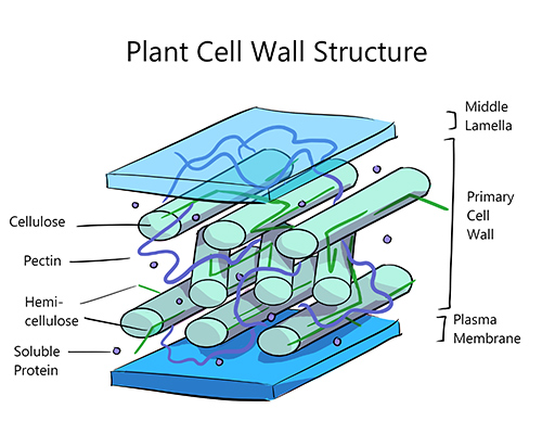 An illustrated diagram of the structure of plant cell walls.