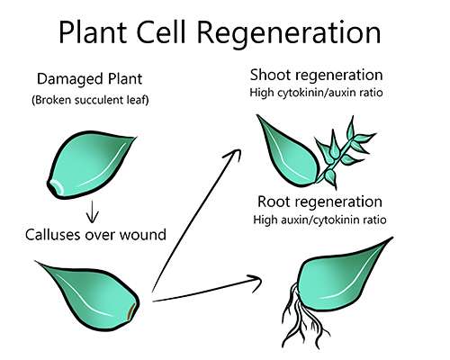 An illustrated diagram of how plants can regenerate cells and heal wounds.